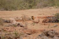 445 Löwen in Tsavo Ost 