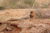 446 Löwen in Tsavo Ost 