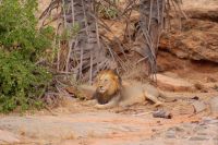 448 Löwen in Tsavo Ost 
