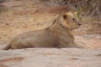 449 Löwen in Tsavo Ost 