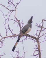 454 Lärmvogel in Tsavo Ost 