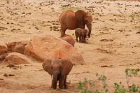 456 Elefanten am Wasserloch