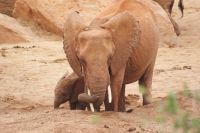 457 Elefanten am Wasserloch