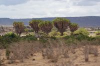 460 Palmen in Tsavo Ost