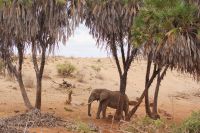 464 Elefant in Tsavo Ost