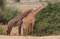 466 verschiedene Giraffenzeichnungen