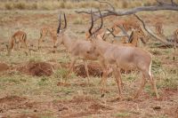 468 sehr seltene Hunter Antilopen