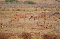 469 sehr seltene Hunter Antilopen