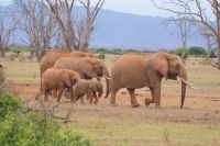 473 Elefantenherde Tsavo Ost
