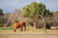 474 Rote Elefanten in Tsavo Ost