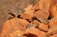 477 Klippschliefer in Tsavo Ost