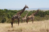 205 Masai Giraffen
