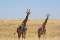 206 Masai Giraffen