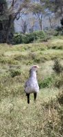 206 Sekretärvogel