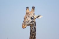 207 Masai Giraffen