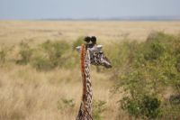 208 Masai Giraffen