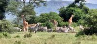 209 Giraffen mit Zebras unterwegs