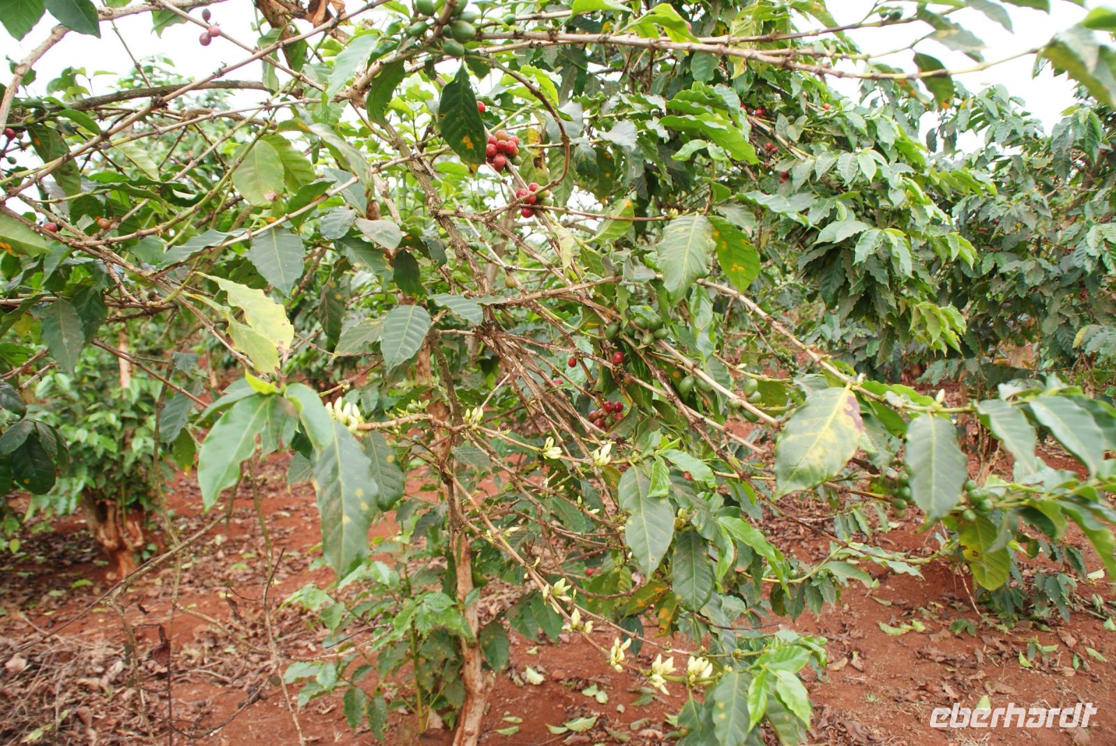 8 Kaffeestrauch