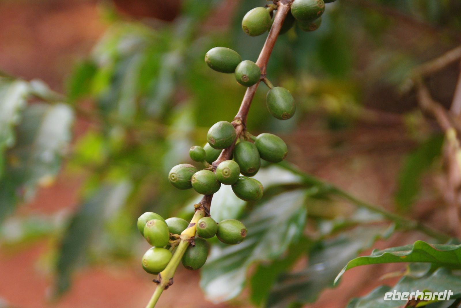 10  grüne Kaffeekirschen