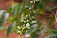 10  grüne Kaffeekirschen