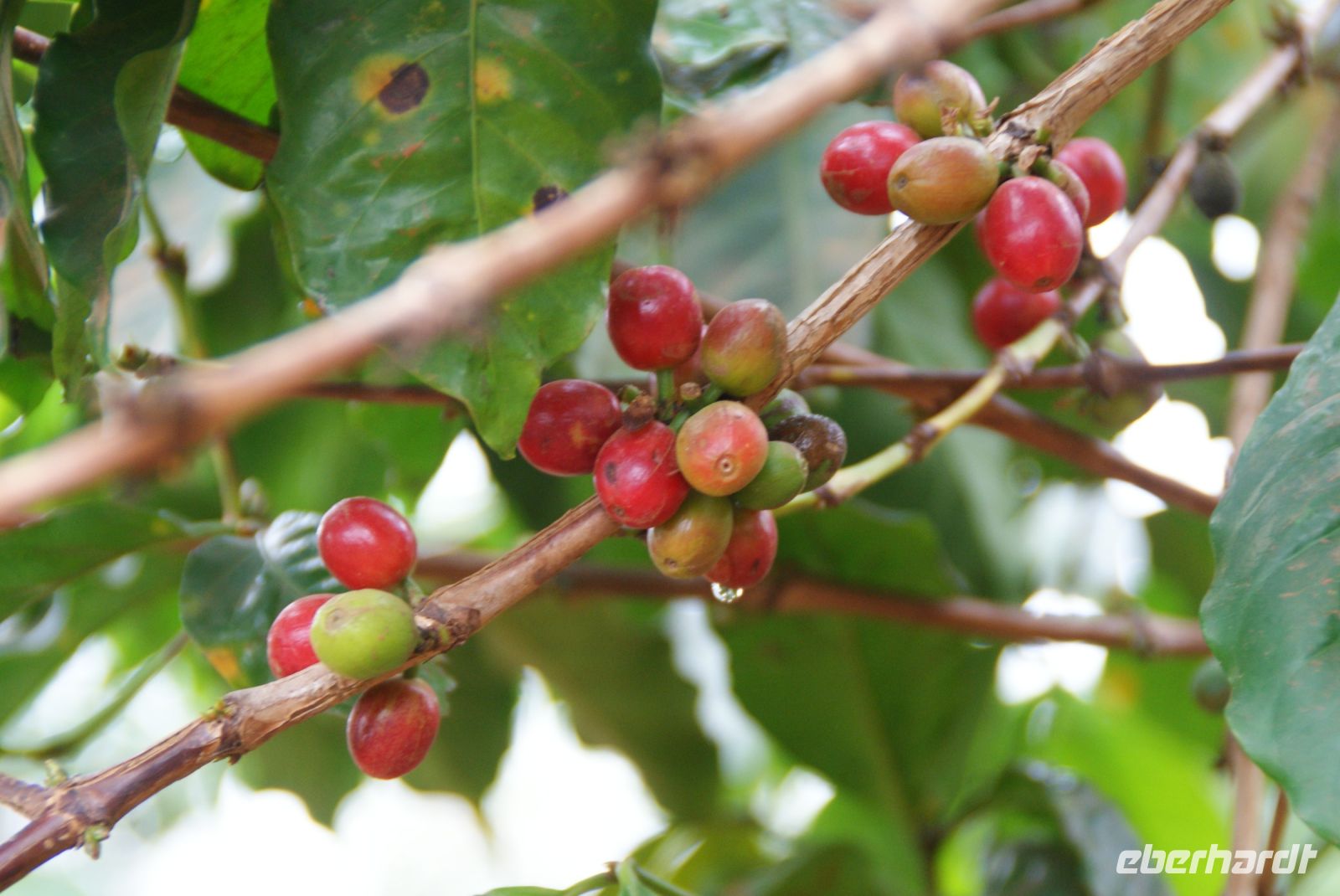 11  reife Kaffeekirschen