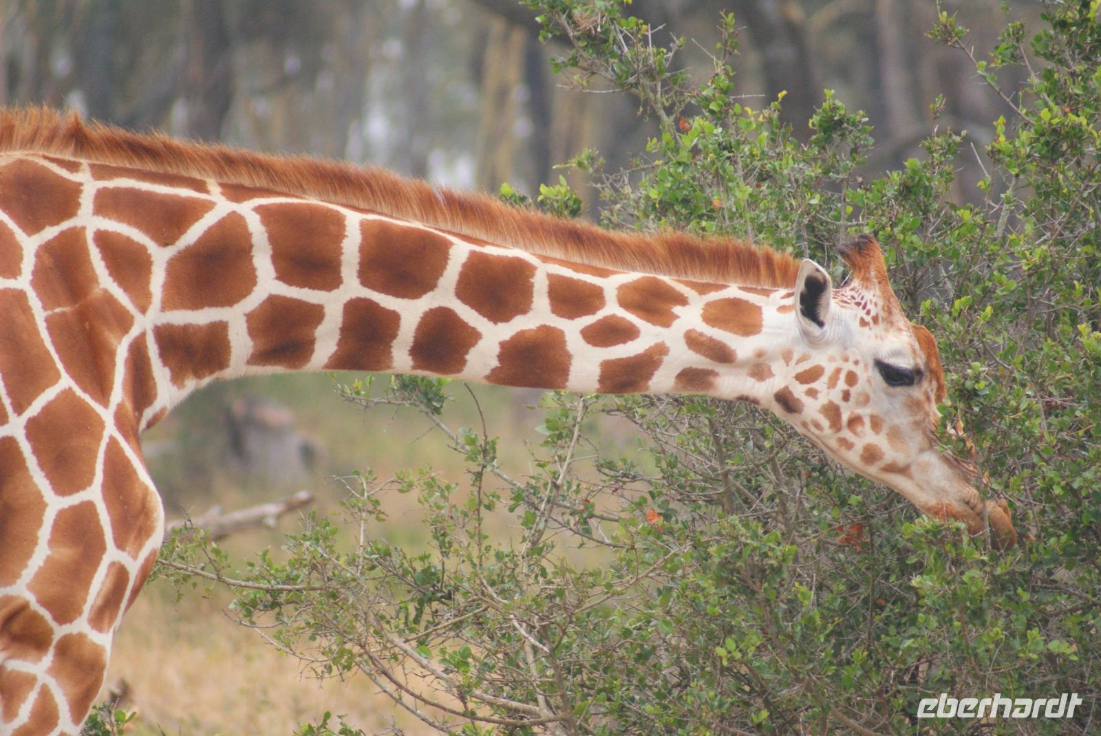 22 Rothschildgiraffen