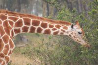 22 Rothschildgiraffen