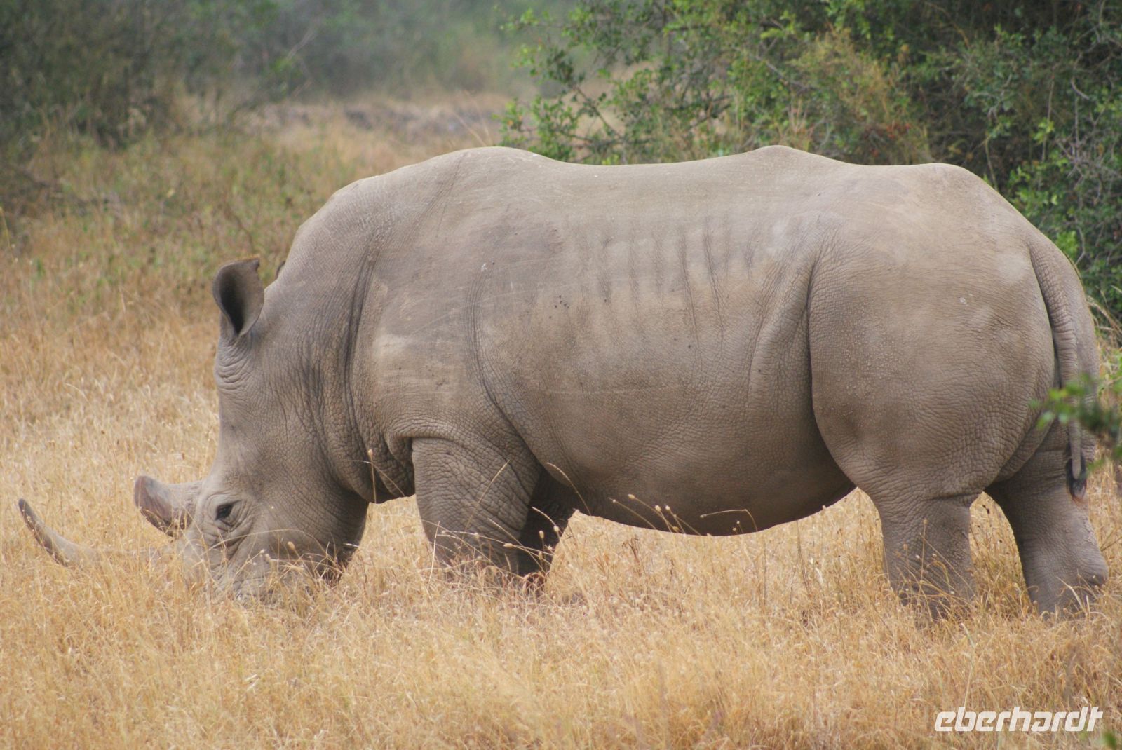 33 Breitmaulnashörner