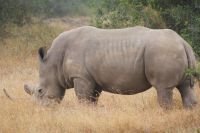 33 Breitmaulnashörner