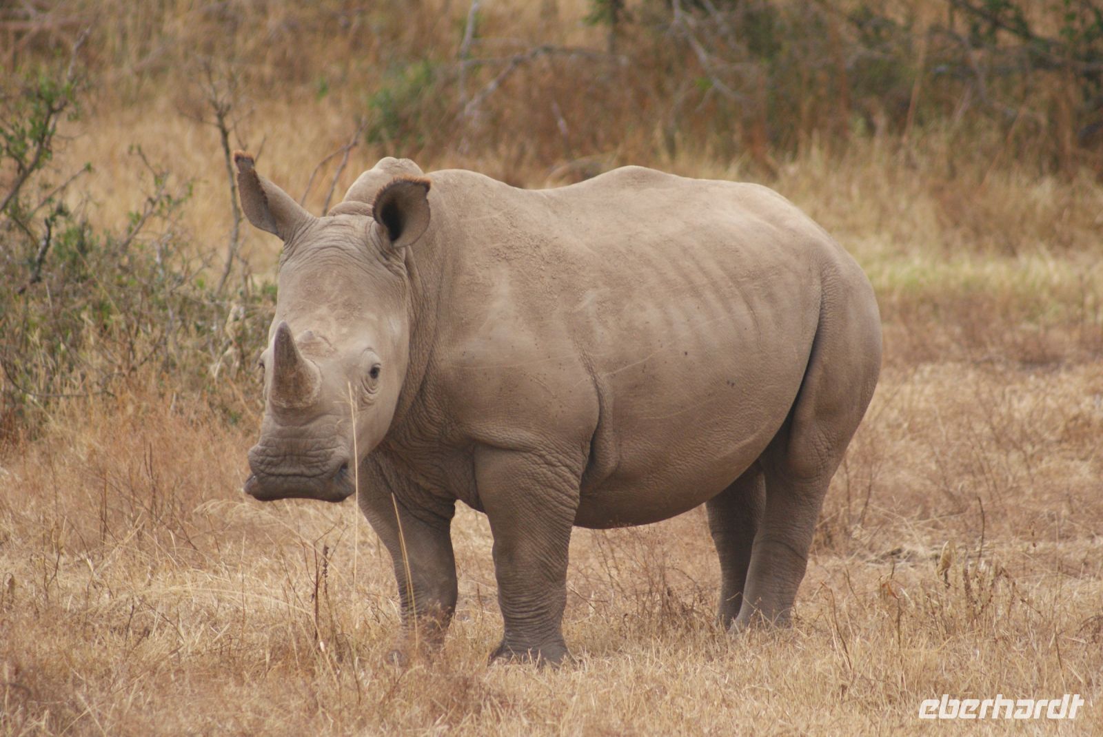 34 Breitmaulnashörner