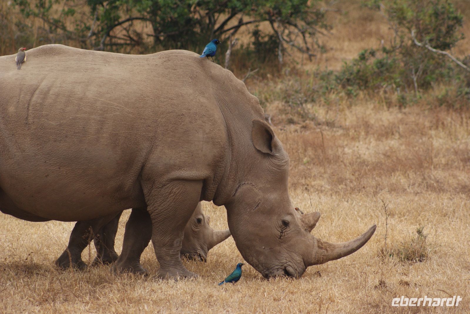 35 Breitmaulnashörner