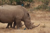 35 Breitmaulnashörner