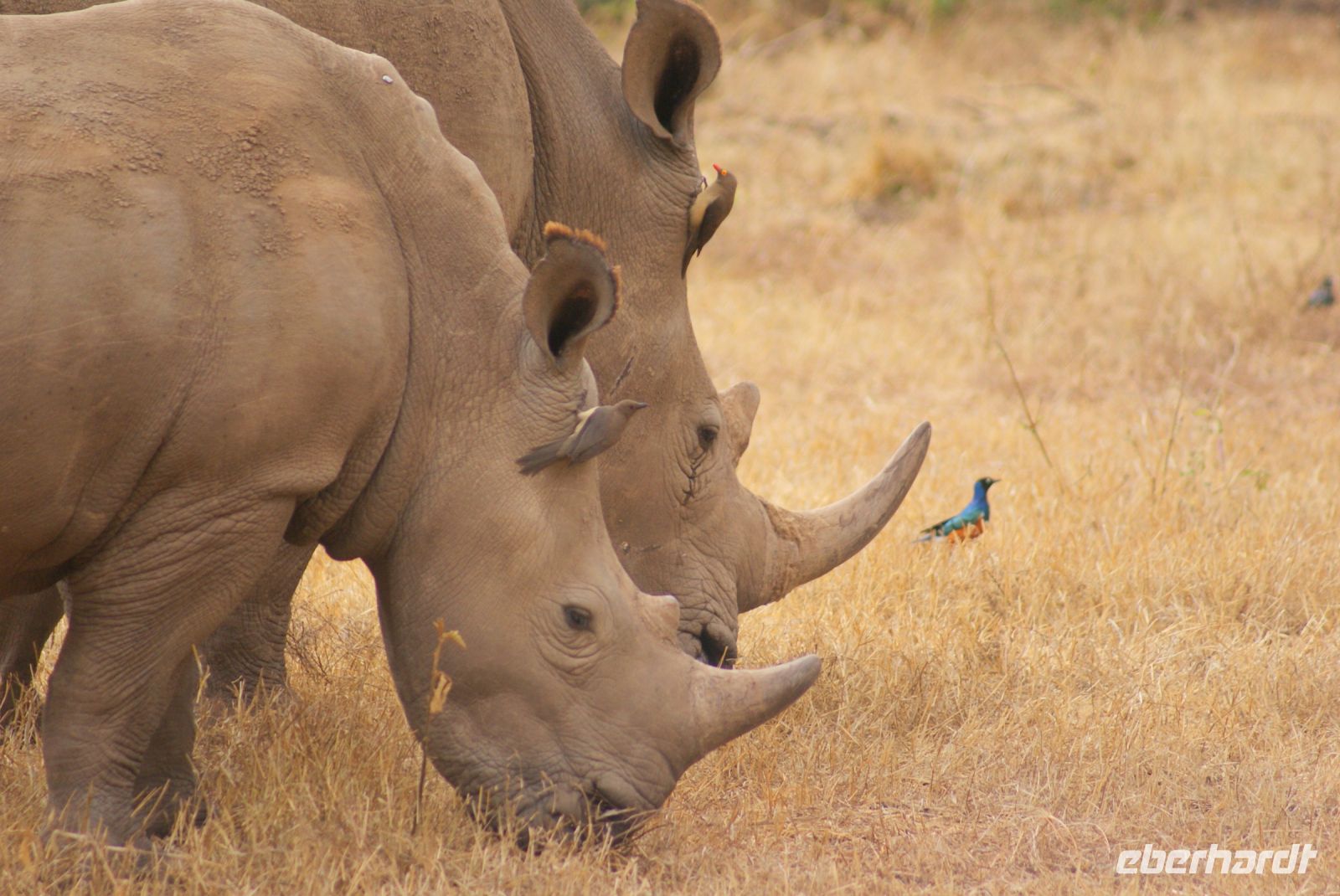 36 Breitmaulnashörner