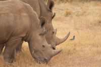 36 Breitmaulnashörner