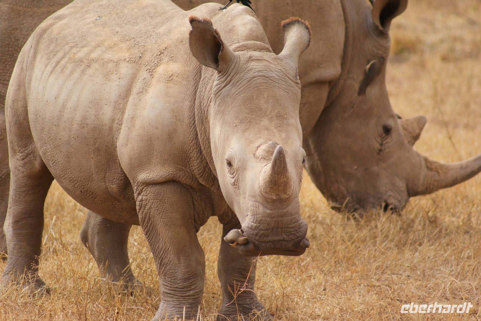 37 Breitmaulnashörner
