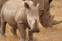 37 Breitmaulnashörner