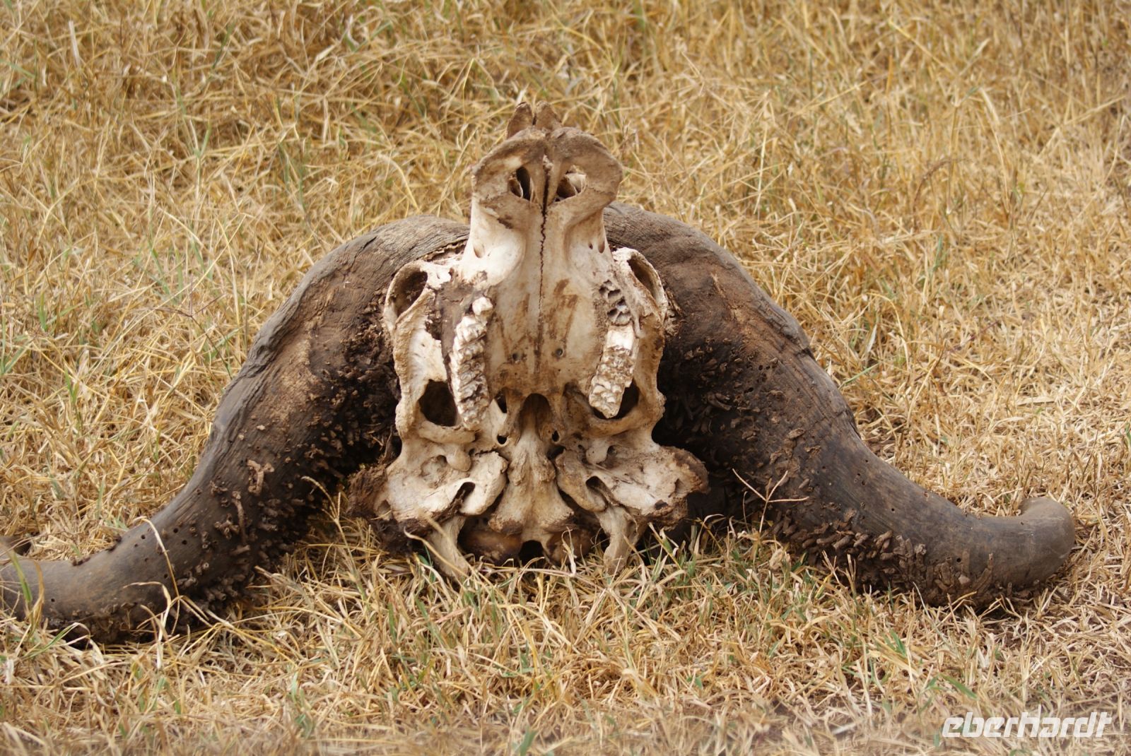 44 Büffelschädel