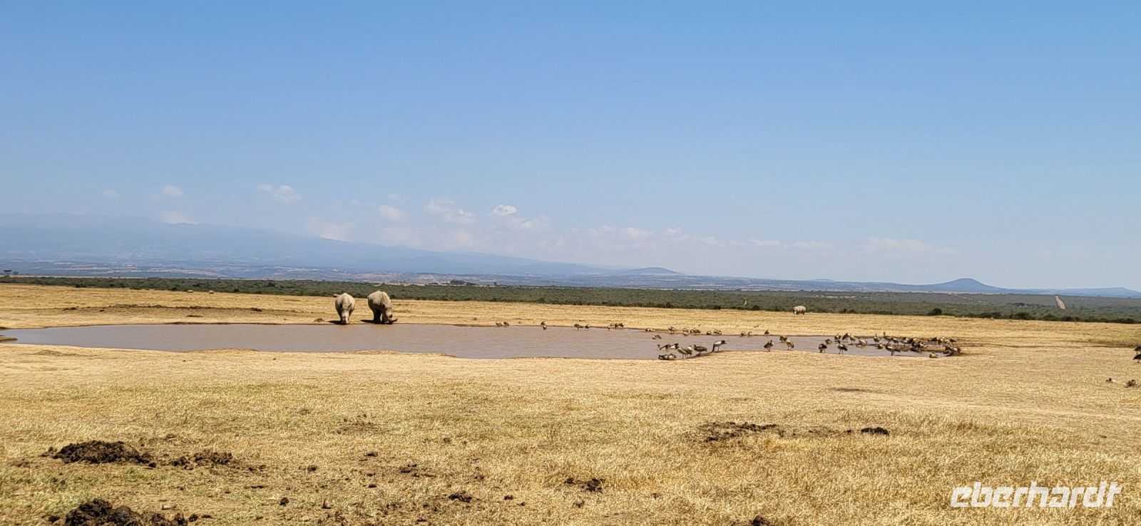 46 Breitmaulnashörner