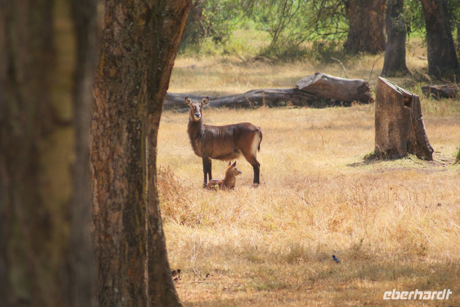 51 Wasserbockfamilie