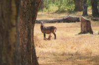 51 Wasserbockfamilie