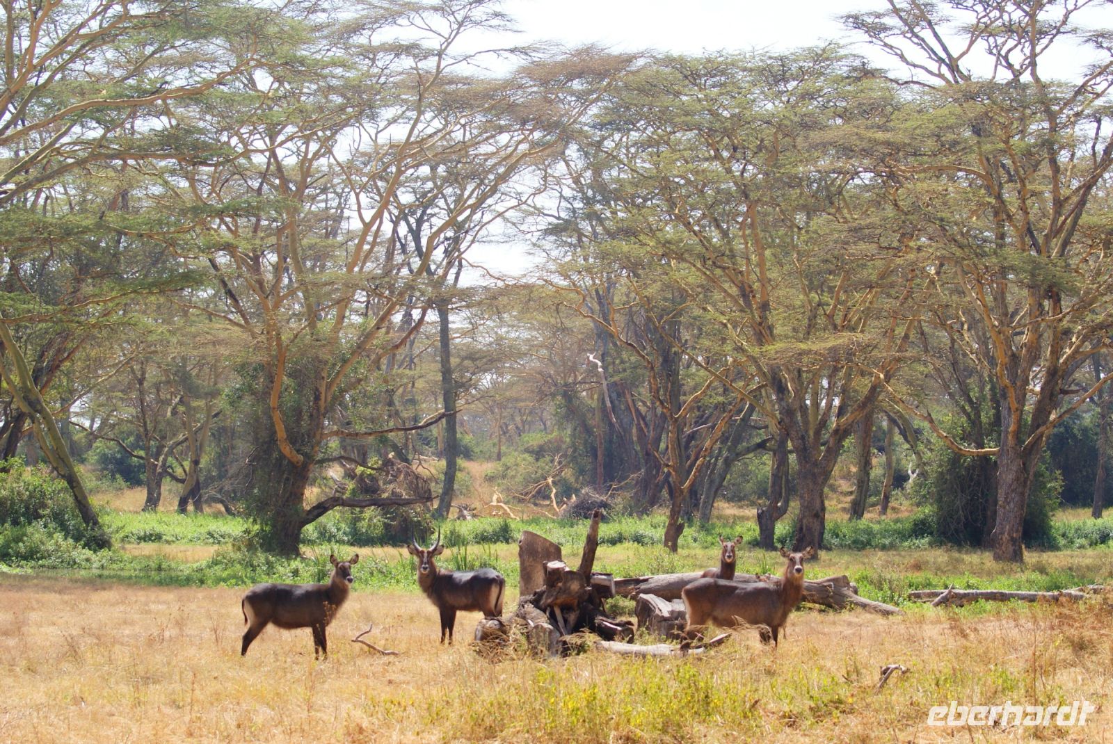 52 Wasserbockfamilie
