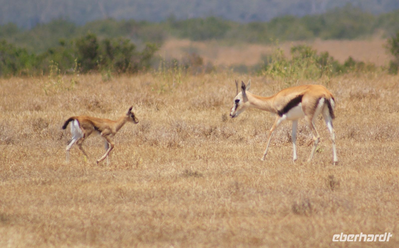 67 Impala und Jungtier