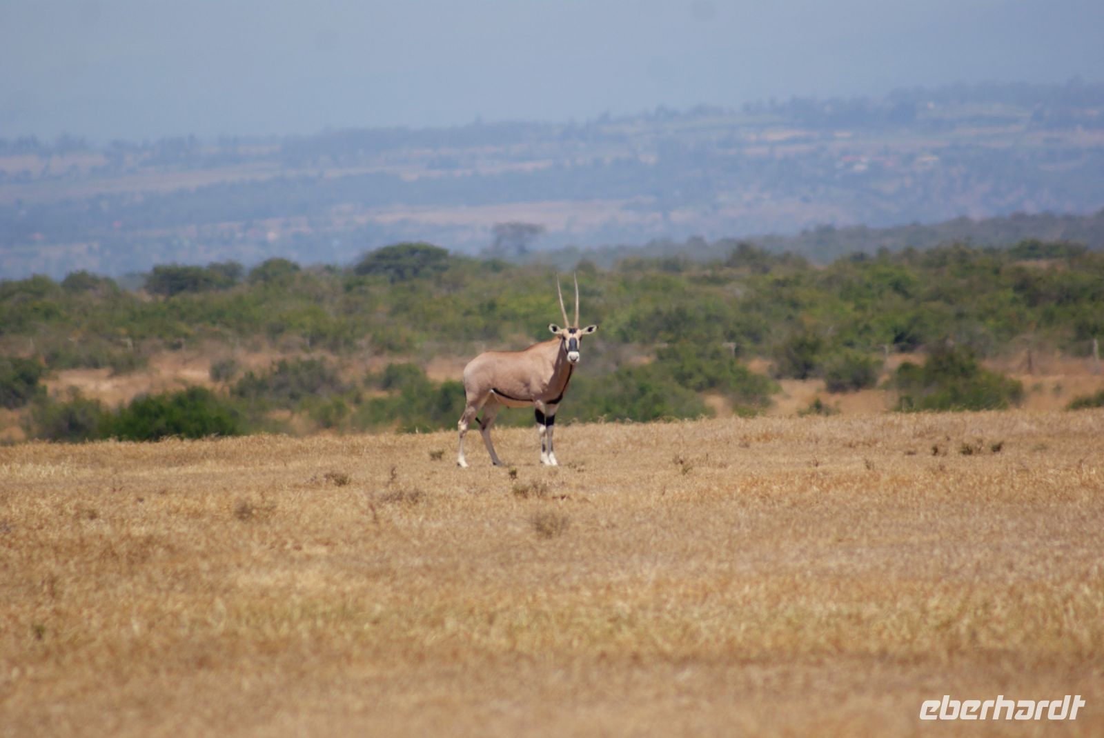 68 Oryx Antilope