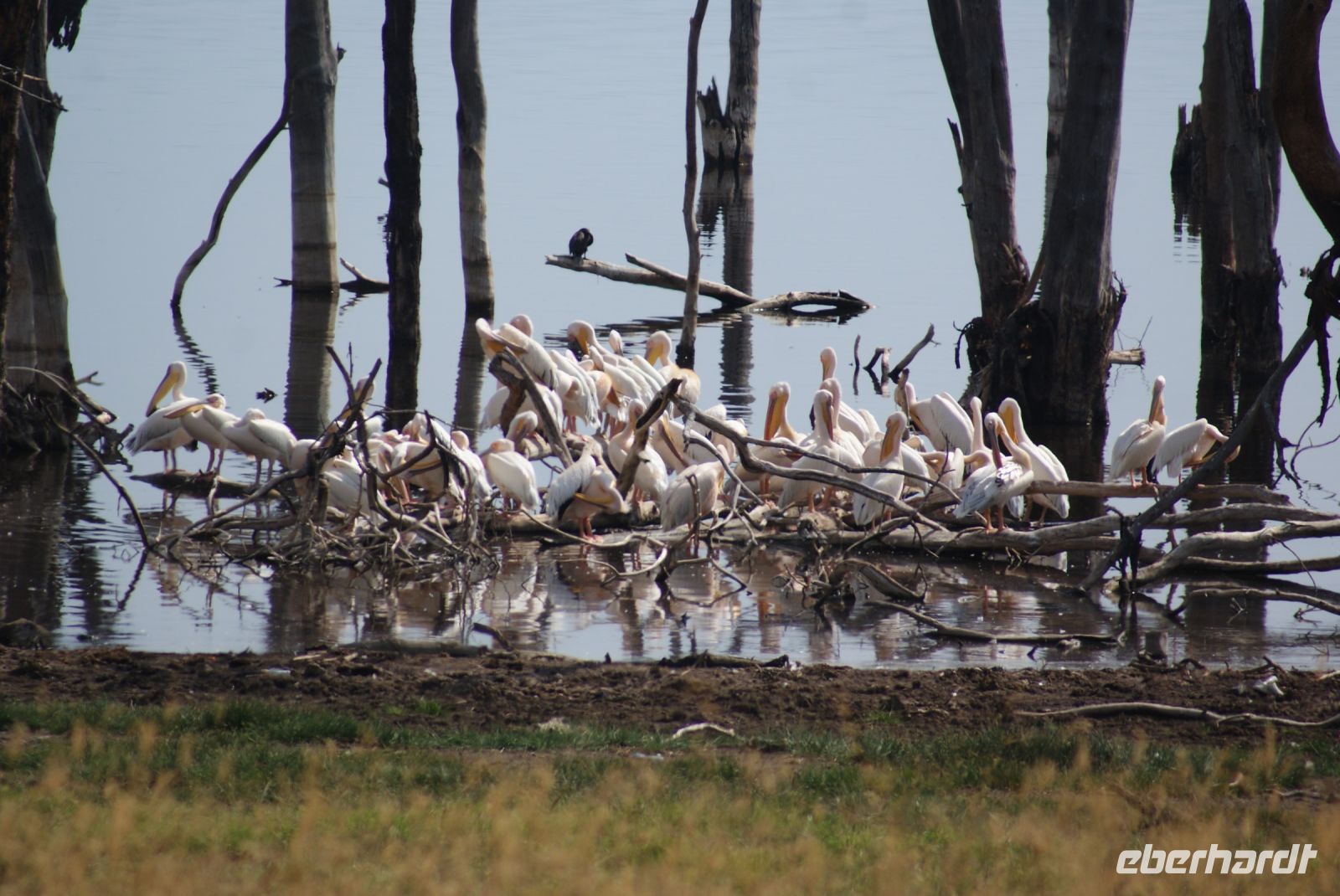 80 Flamingos im  Lake Nakuru Nationalpark