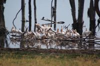 80 Flamingos im  Lake Nakuru Nationalpark