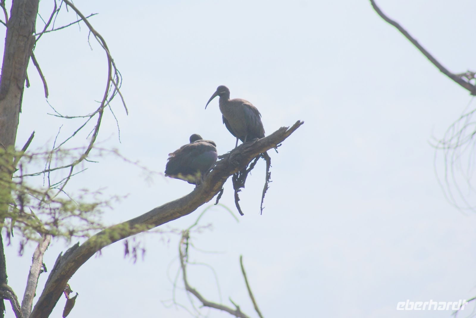 81 Hagadasch Ibis Lake Nakuru Nationalpark