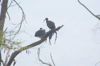 81 Hagadasch Ibis Lake Nakuru Nationalpark