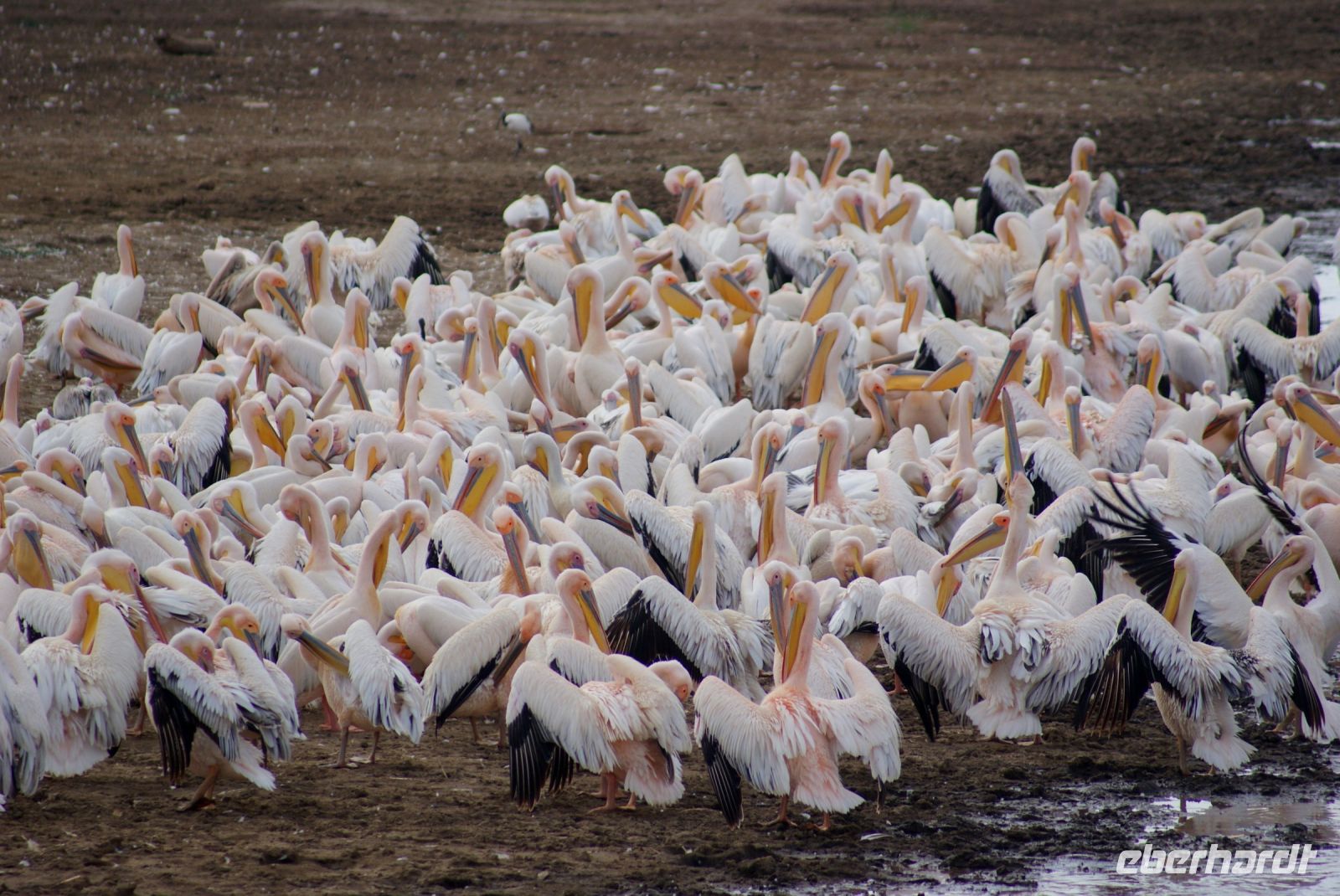 89 Pelikane Lake Nakuru