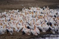 89 Pelikane Lake Nakuru