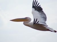 90 Flamingos Lake Nakuru
